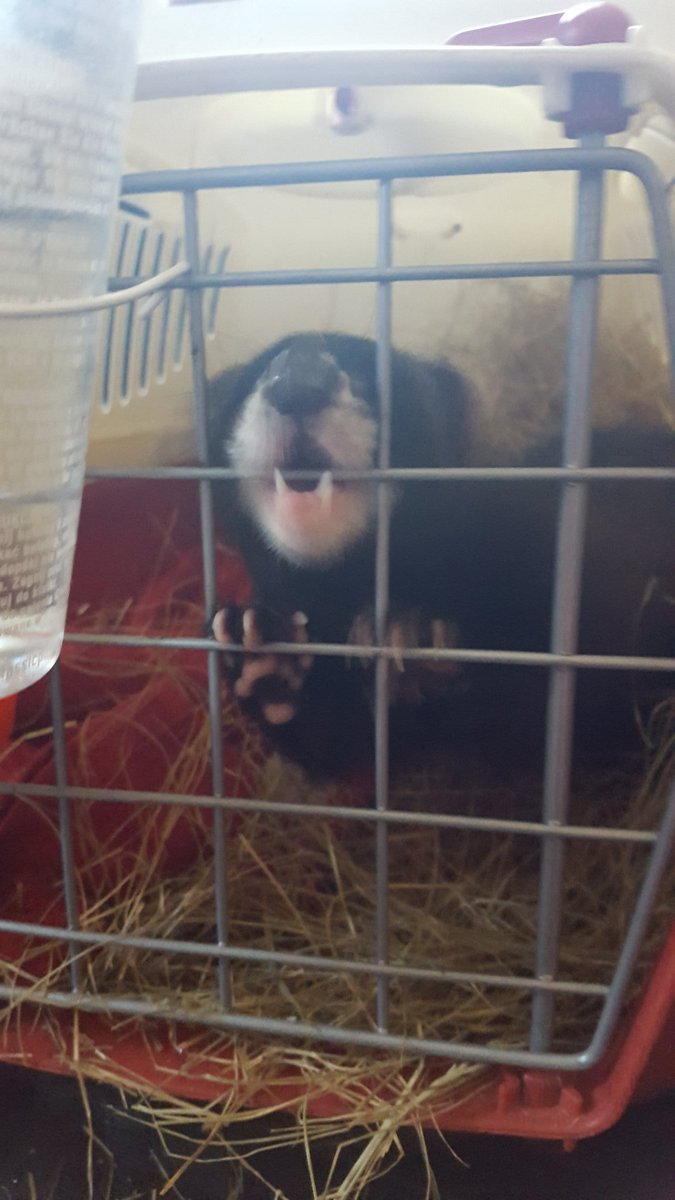 Marmites1's tweet photo. Well done to bovril today. She went to the vets for jabs/microchipping.Didn't bite me which was a shock but grateful https://t.co/s64Xs7Bnyk