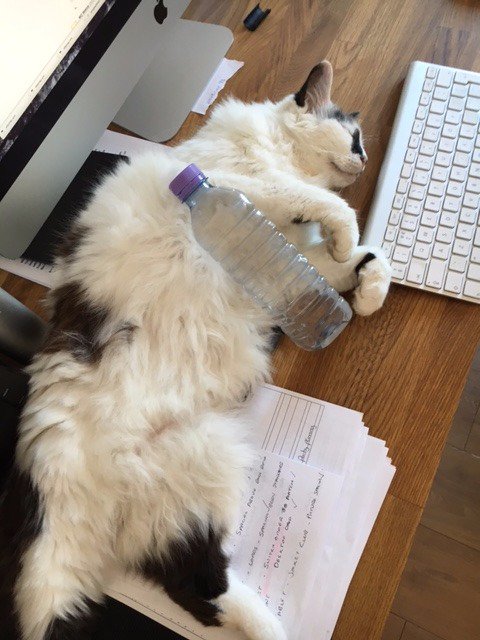 mwstudio_uk's tweet photo. ...even Daisy, the office cat @mwstudio_uk, has had enough! #hottestdayoftheyear https://t.co/mG0g4H9Wty