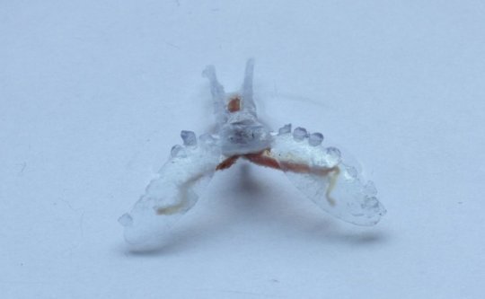aroma_ID_Design's tweet image. Researchers build a crawling robot from sea slug parts and a 3D printed body #biohybridrobot bit.ly/2aqlIbc