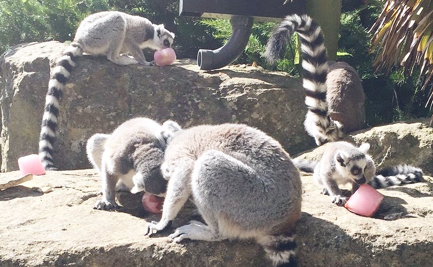BrisZooSociety's tweet photo. Our lemurs are enjoying the heat, as well as a frozen treat! https://t.co/Zmk8by8i26