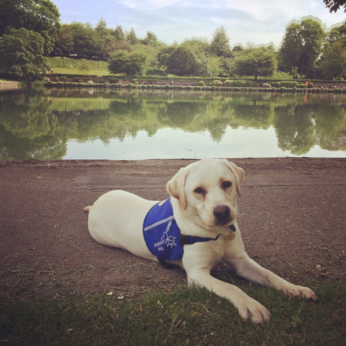 Support Dogs (@supportdogsuk) on Twitter photo We are looking forward to the #Leeds Dog Show this weekend <a href="/HarewoodHouse/">Harewood House Trust</a>. Come and see us if you are there #dogshow We are looking forward to the #Leeds Dog Show this weekend <a href="/HarewoodHouse/">Harewood House Trust</a>. Come and see us if you are there #dogshow