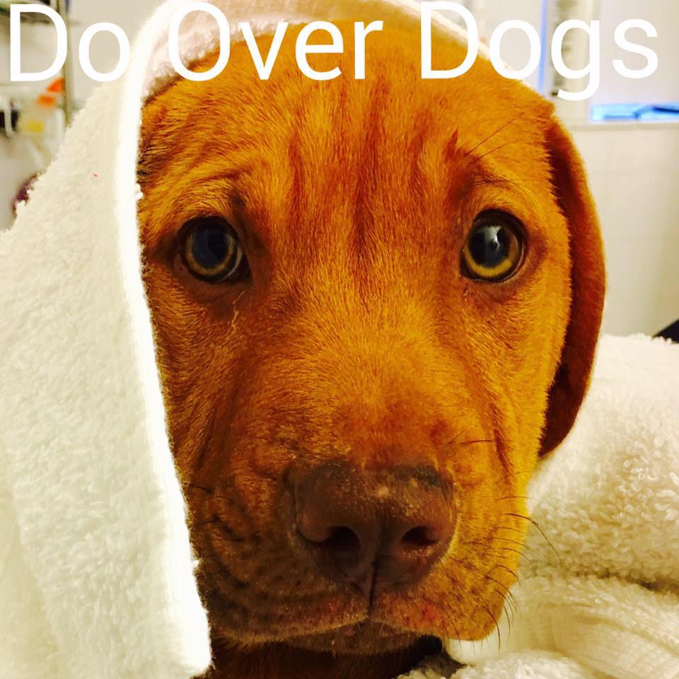 WonderlandBeers's tweet photo. Join @WonderlandBeers TONIGHT at 5pm for a dog #adoption &amp; #fundraising event for @DoOverDogs! #rescueanimals https://t.co/n6lhyjp6Yg