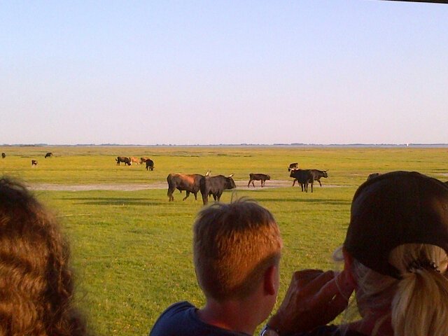 schaefer_axel's tweet image. Dat is keen Afrika Safari. Dat is de Slikke van Flakee! Top! #flakee #stellendam