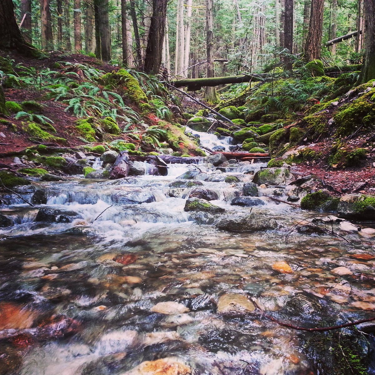 TruffleExpo's tweet photo. Experience what the #PNW forests have to offer! Such beauty and bountiful exploration. #TravelTuesday #WAForests https://t.co/gJ115AFJdR