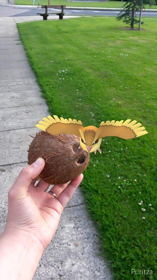VeganFriendship's tweet photo. Vegan friends went out for pokemons. Looks like this pidgey preferes a coconut instead of a pokeball 😀😀😀
#PokemonGO https://t.co/lXJ7YRCzZT