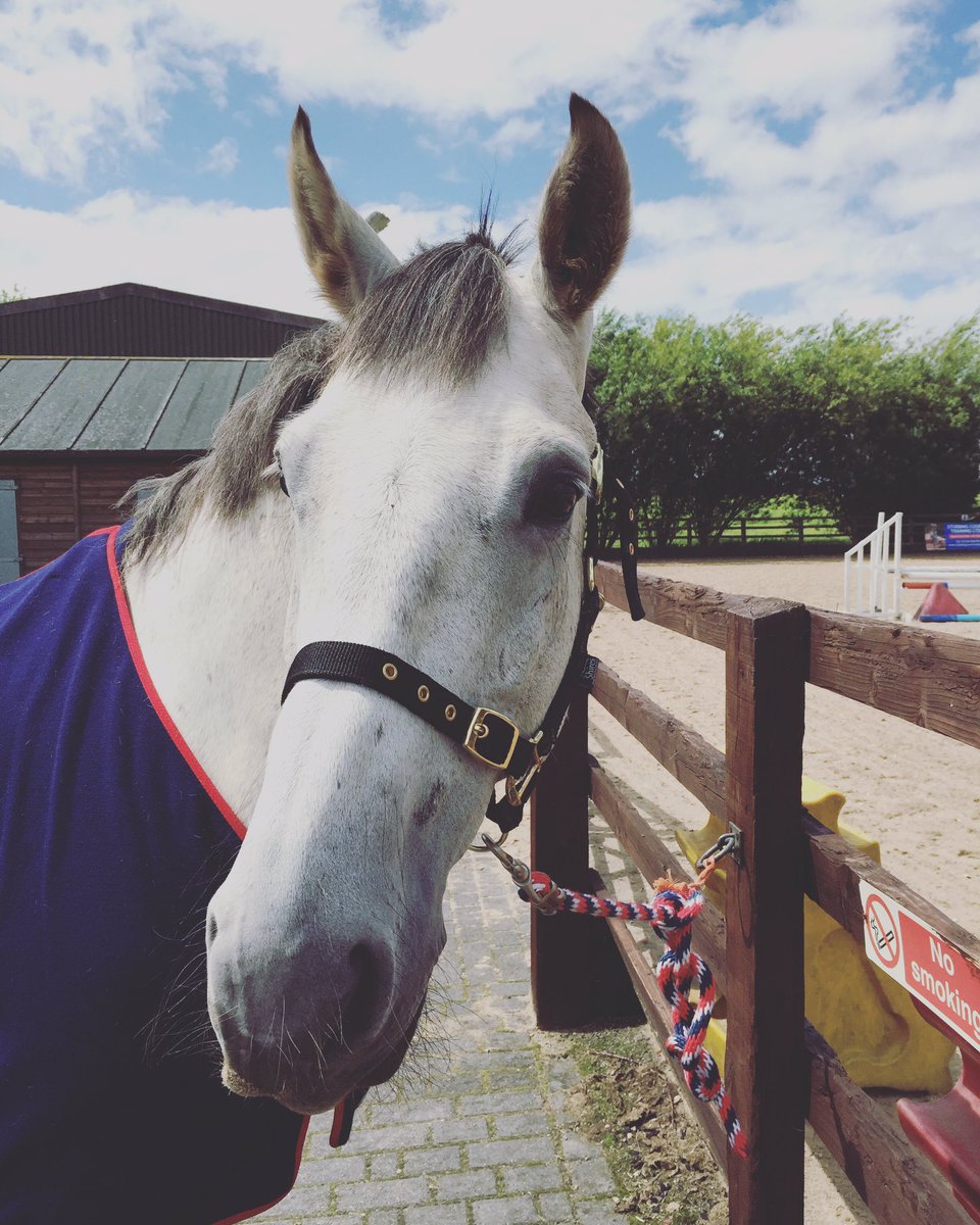 TheParaRiderMD's tweet photo. Really look forward to ride my boy, Norman tomorrow at @ScroptonRDA!! 🇬🇧✨👏🏻🏡
#BackonSaddle #Excited 
@DerbysSport https://t.co/MMav2POEOd