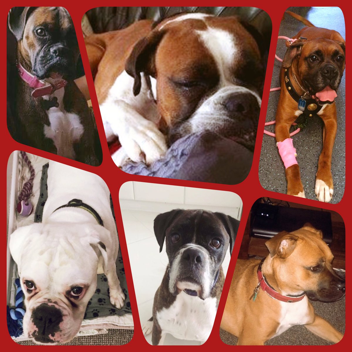 N. Rose Boxer Rescue tweet media