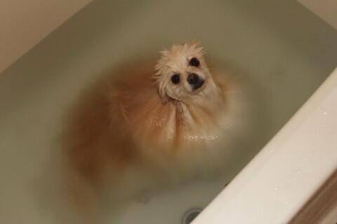 toronto_doggie's tweet photo. The  puppy doesn't look impressed with his first bath https://t.co/YcxkSB3wGv