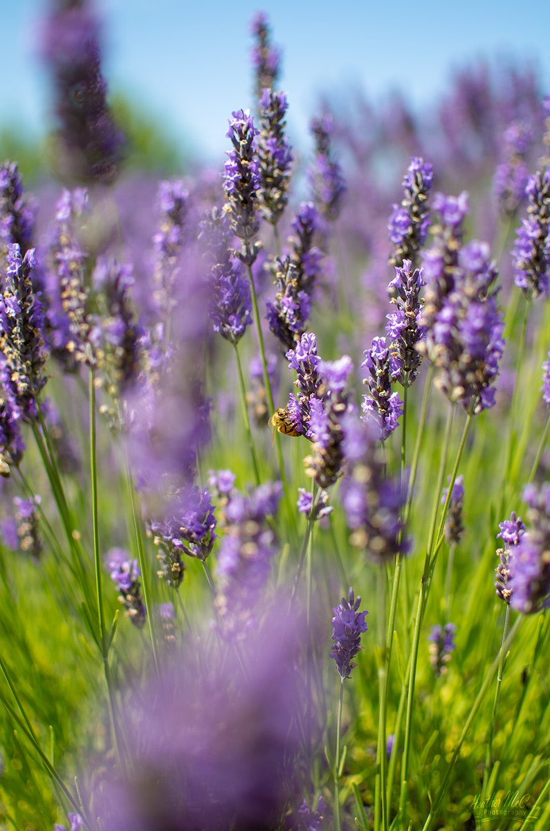Bees Love Lavender #Sequim #Lavender #Festival #photography #nature #flowers #purplehaze