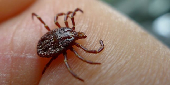 lemonde_sante's tweet image. Six questions sur la maladie de Lyme, infection transmise par les tiques bit.ly/2a8YgA5