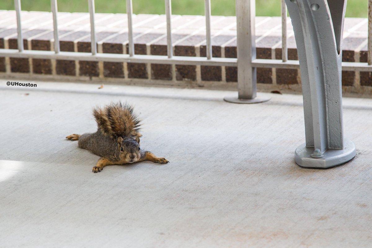 Today is the #HottestDayOfTheYear in the UK. Meanwhile in Texas…

#UHSquirrels