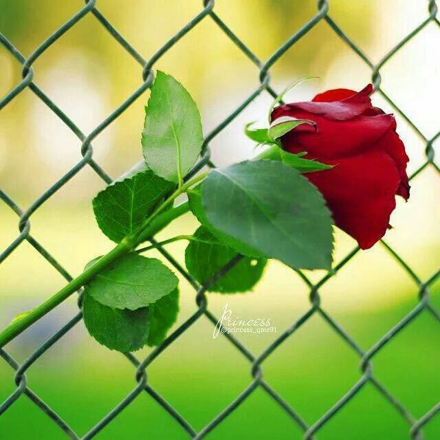 hasanali66651 tweet picture