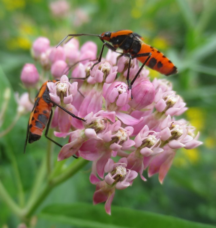 mcewanlab's tweet photo. boxelder bugs (Boisea trivittata)?? on Asclepias incarnata, Dayton, OH, yesterday. #phenology #pollintors
-rwm https://t.co/zu2cDZght8