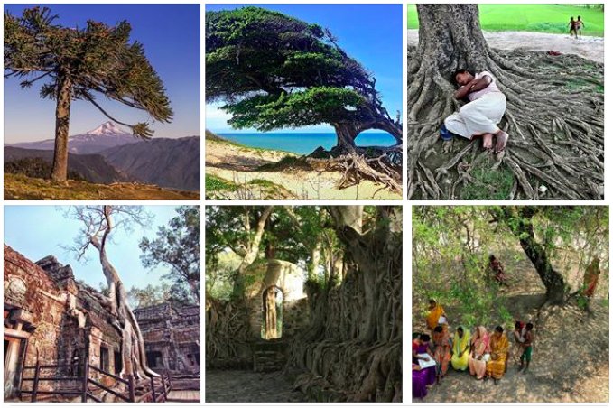 FAOKnowledge's tweet image. Vote for the winner of #COFO23 #ChampionTrees photo contest! Shortlist: bit.ly/29RDbYm  via @FAOForestry