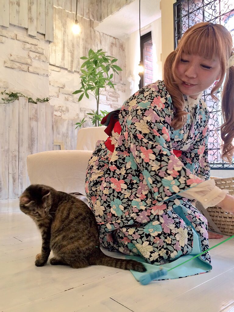 猫と着物