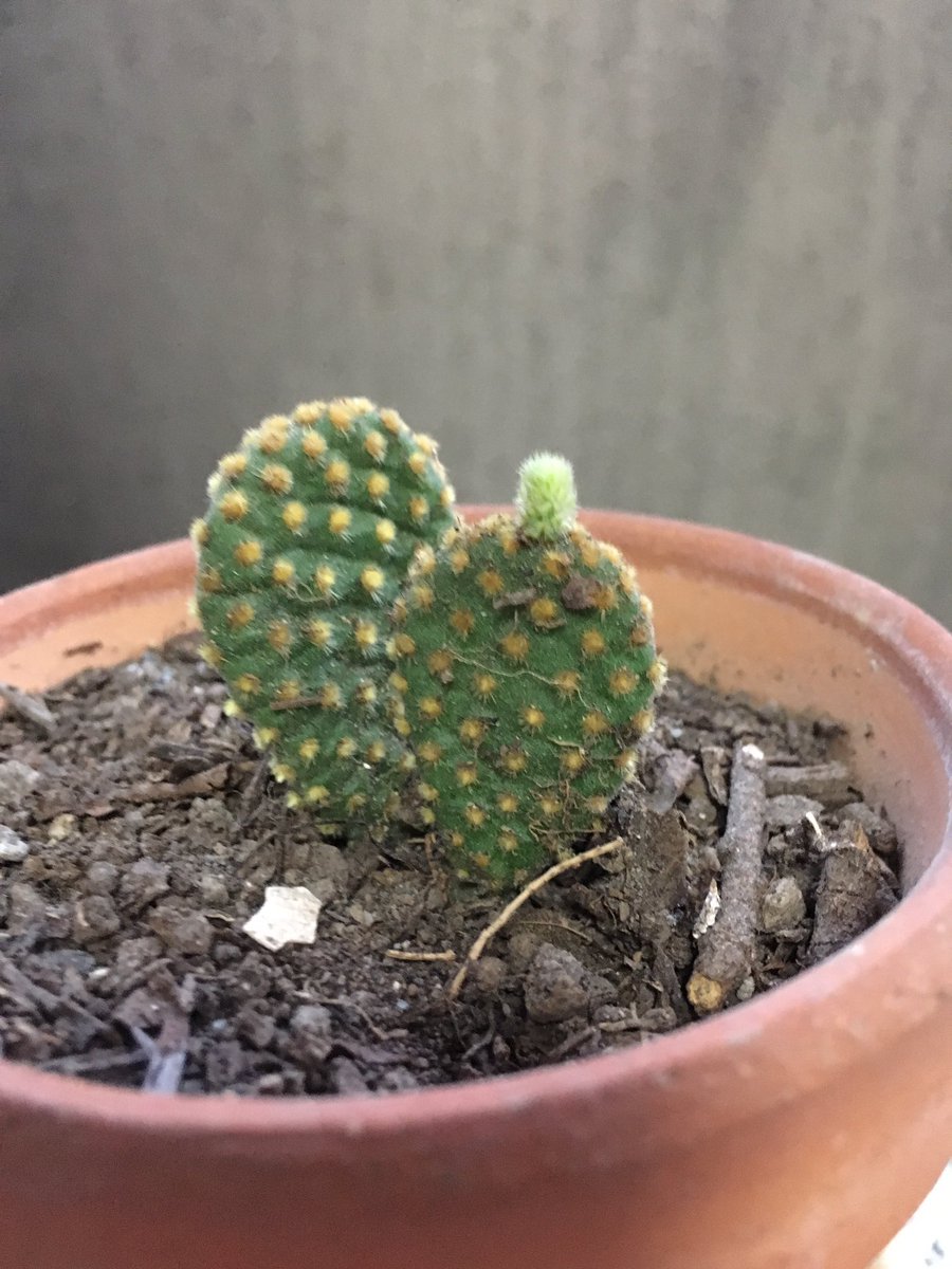 大城 珠美 アルゼンチンで買ってきたcactusちゃん サボテン 子供が出来て さらに孫まで出来かけてる 可愛すぎる 笑