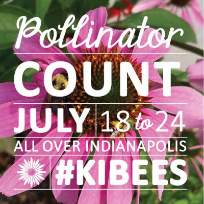 IndyDPW's tweet photo. Indy! It's Pollinator Count Week, Indy! Help @kiborg and @sustainindy by counting those #KIBees for #PCW2016 https://t.co/3jhy8SZACE