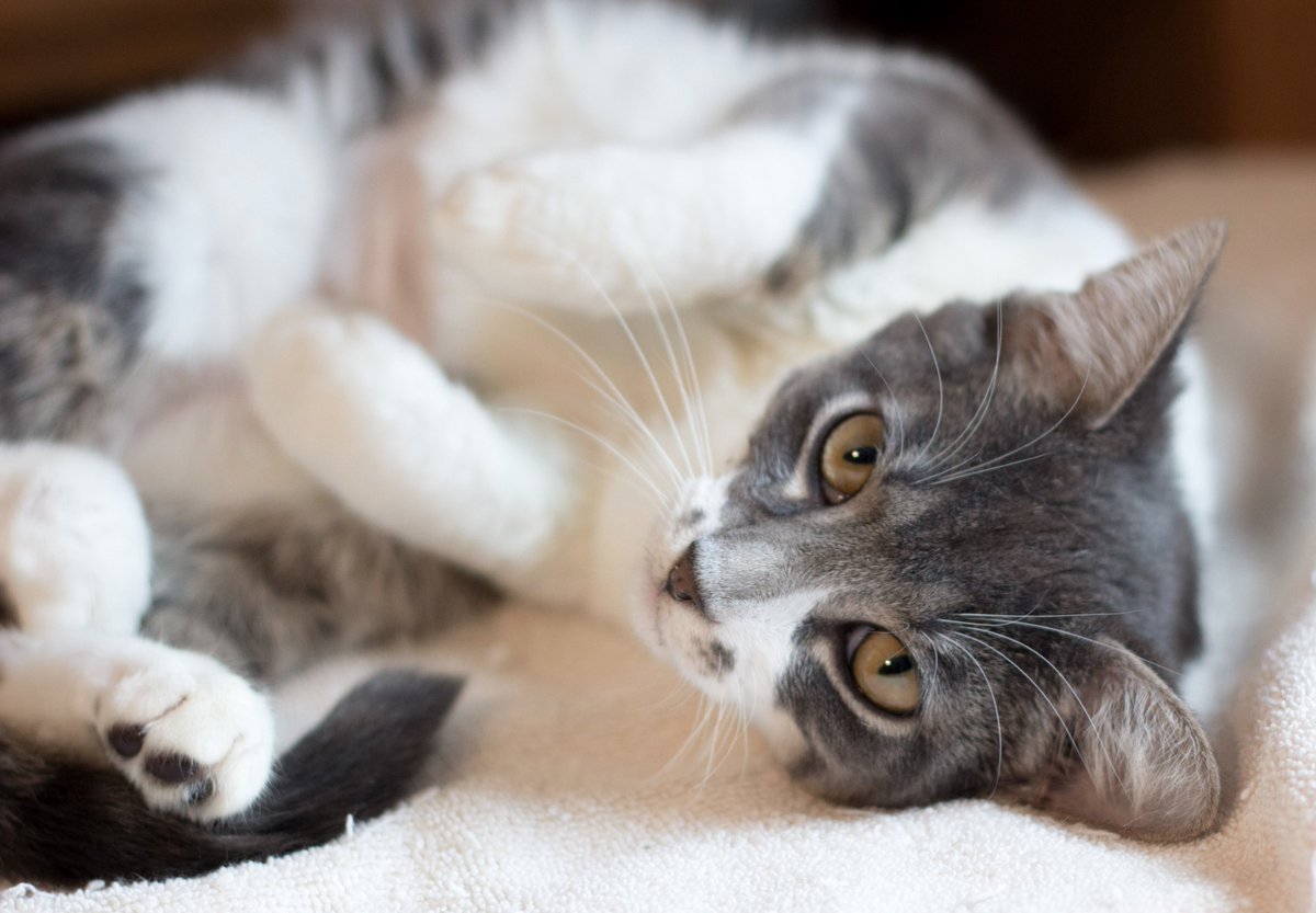 6 month-old adoptable, sweet Gretel would love to meet you! #CatRescue #CatsOfTwitter #AdoptDontShop #cuteoverload