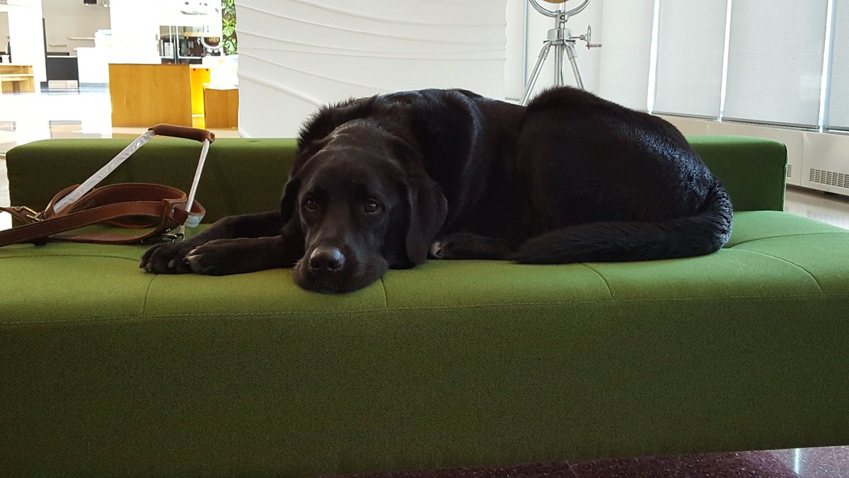 MollyBOfficial's tweet photo. Gallop sure made himself comfortable while we were filming @AMIThisWeek yesterday! #ilovemydog #cutepooch #setpet https://t.co/egHPlyLWQr