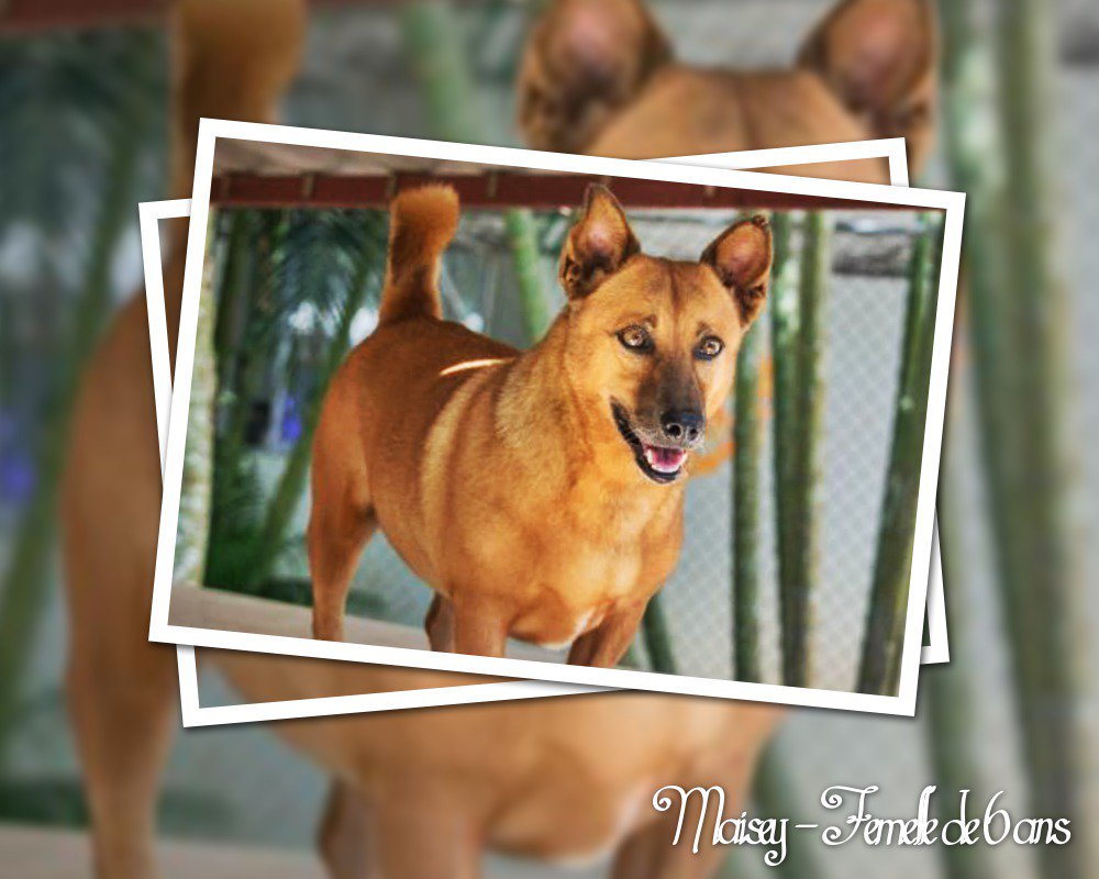 FBB_Refuges's tweet image. Voici Maisey! Sauvée d'une mort certaine, elle a désormais besoin d'un foyer aimant!