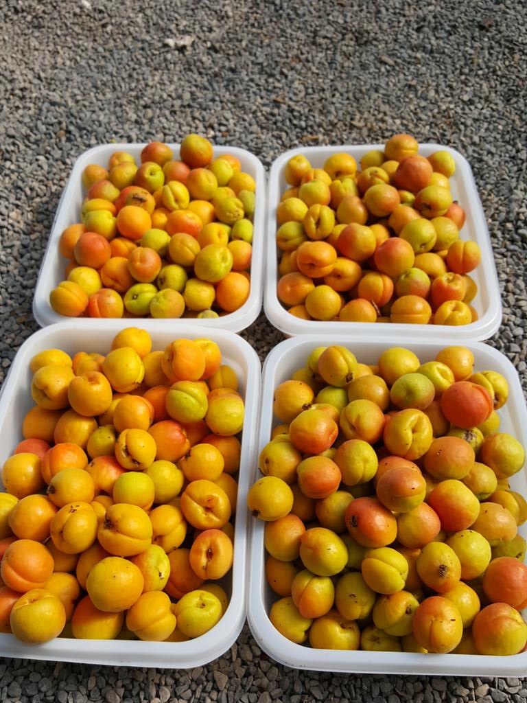 GooseberryFarm's tweet photo. Cavan apricots,... no you haven't read that wrong! https://t.co/t6mFuoPTU3