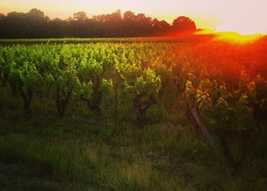 Revedechateaux's tweet photo. Vins d'exception  sur les coteaux de la Sèvre Nantaise. #Château de l'Oiselinière. https://t.co/H9KQjBoMzO https://t.co/gHkVZCHIjh