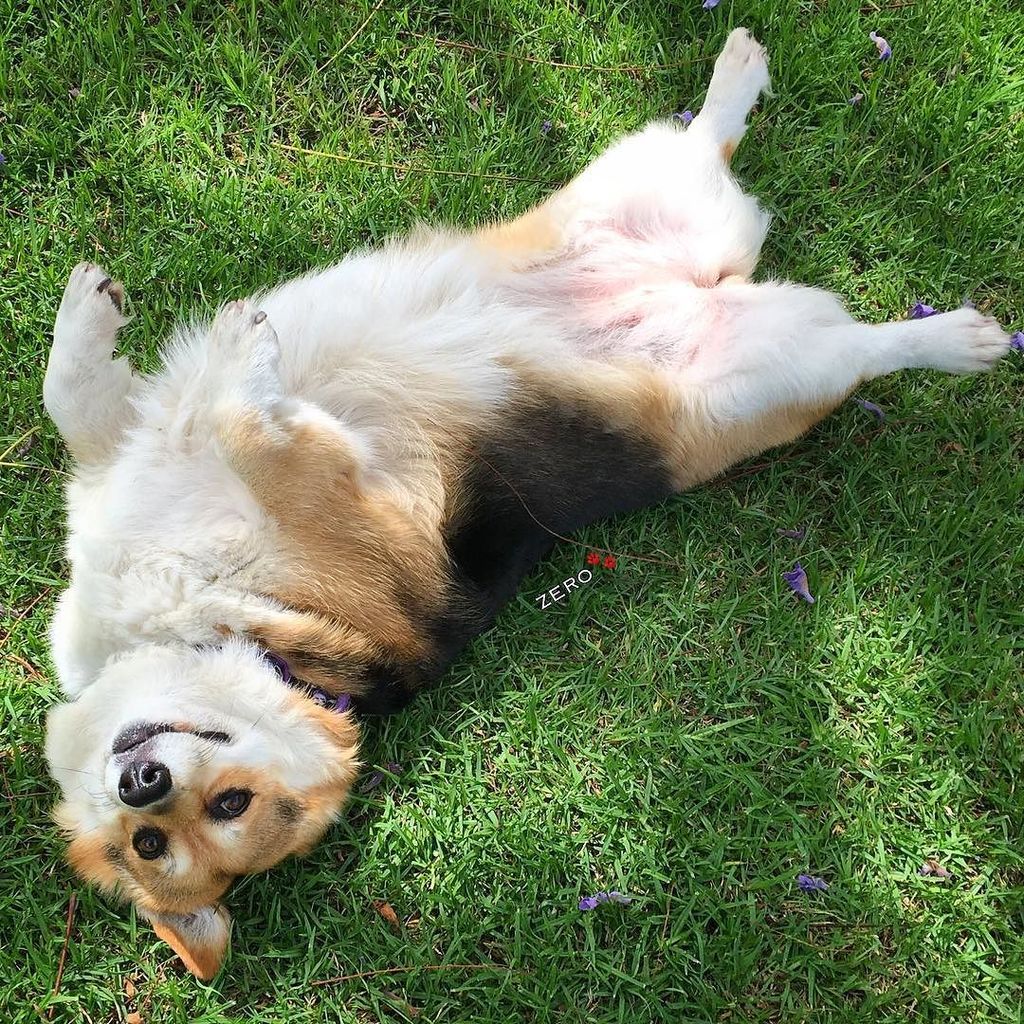 corgi_zero's tweet image. Happy T-Rex Tuesday! 🐉 Enough said....
#TrexTuesday #RollingInTheDerp #RollingInStyle #Rol… ift.tt/2a5FfQE