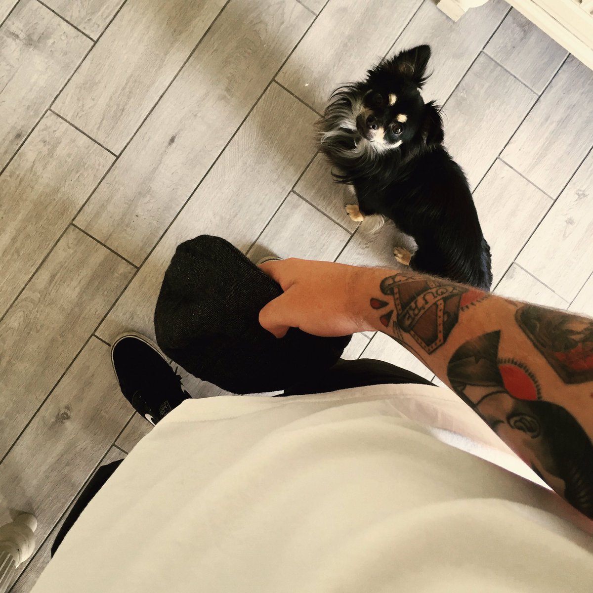 BenarnerDesigns's tweet photo. apologies for not posting lately, been busy doing summery stuff. so here's a picture of my lil pup teddy. https://t.co/sZwtaoInrz