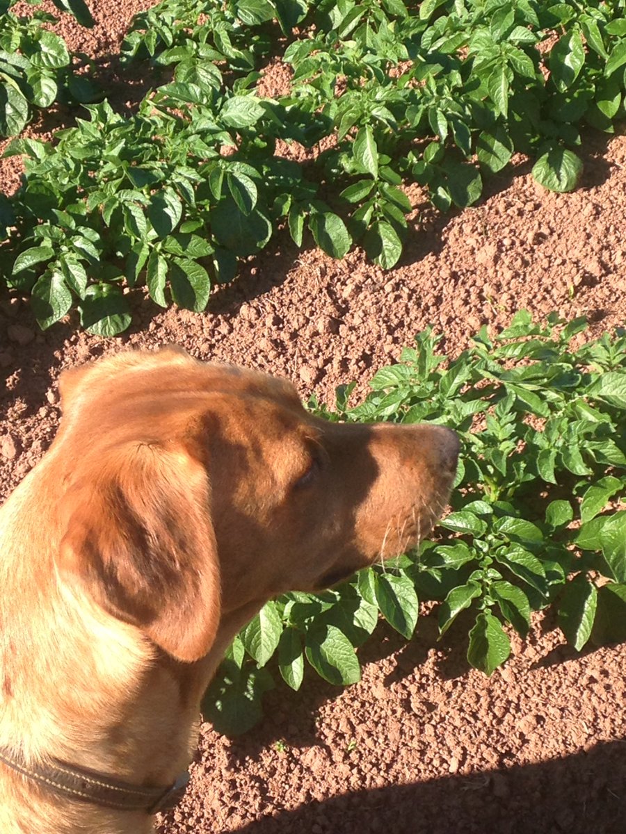 CharlieChippers's tweet photo. Labradora's loves running up and down the rows! #spuds #BuyLocal #britishgrown #chipshop https://t.co/P2ypQfDWCj