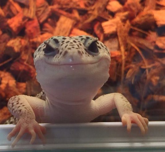 //I may or may not restart this account if no one minds me slithering my way back