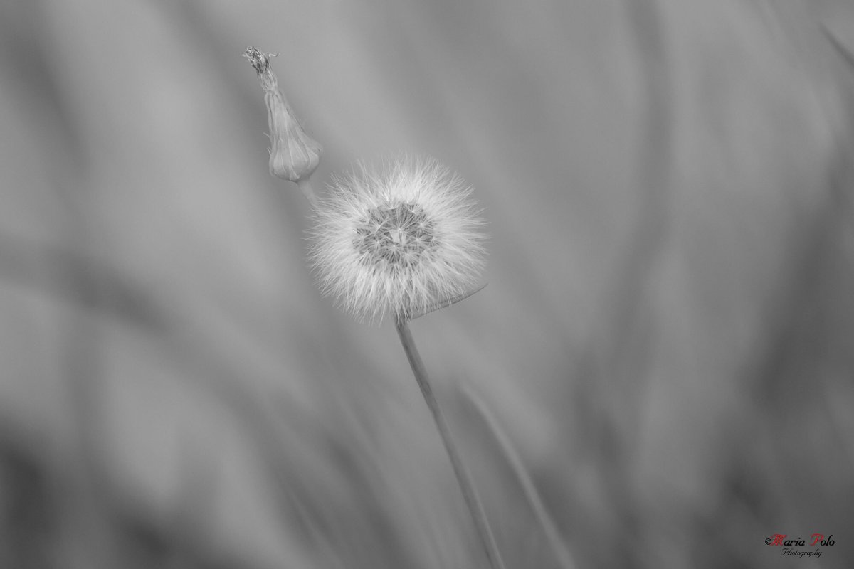 merys80's tweet image. "Nunca dejas de aprender porque la vida nunca deja de enseñarte"... 
© María Polo
#Kuchifmfotos #Thephotohour