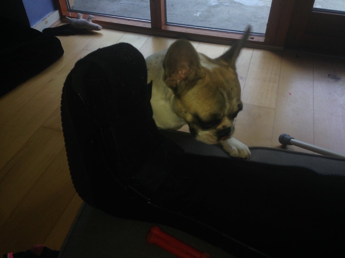 MadAboutMookie's tweet photo. Busy minding Daddy. He's got a broken ankle. I am protecting him. #brokenankle #spaceboot #irishsummer #heatwave https://t.co/emKZNQUavX