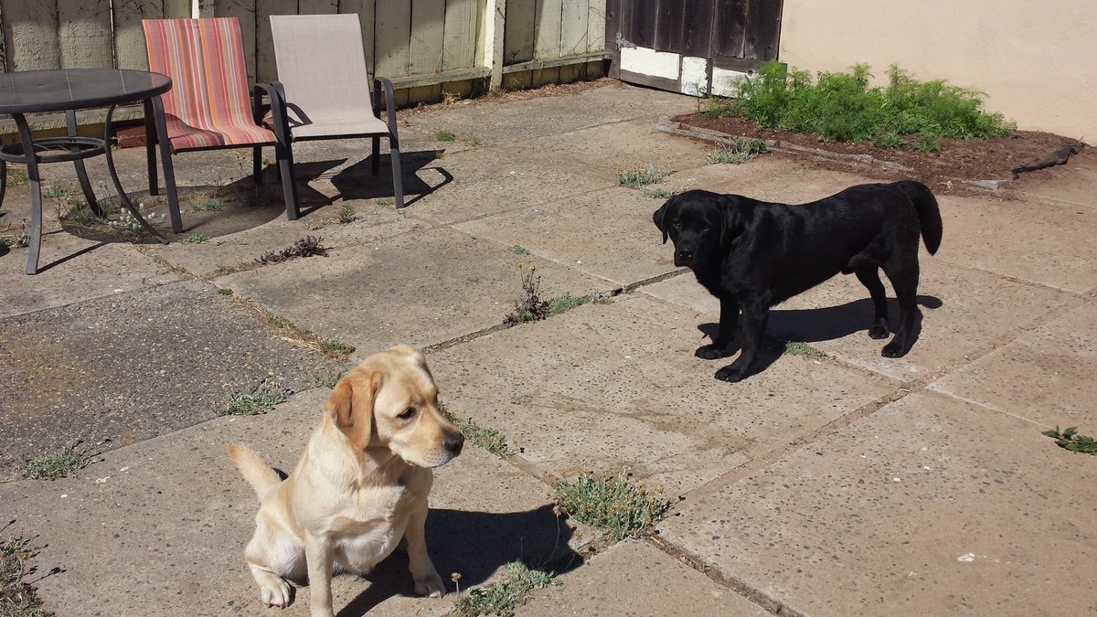 alentar_efw's tweet photo. @mykisslabs Lots of love from Chaco & Shasta! Thank you for our great start in life. #labbreeder, #englishlab https://t.co/qV5mGkuol2