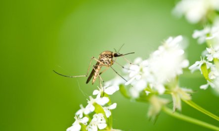 fsfl_befree's tweet image. amzn.to/29MjNMu
#befree #freedomsolutions #livenaturally #nomorepests #nontoxic  #odorfree #mosquitofree