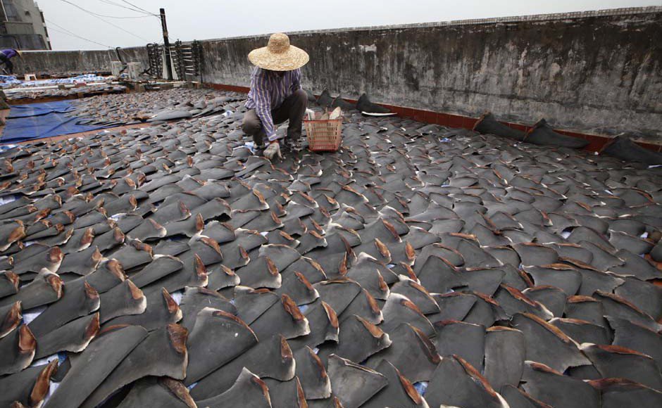 MissionBlue's tweet image. RT! Fins from 73 million #sharks are traded every year. The US Congress can help! [PETITION] bit.ly/29SUokO