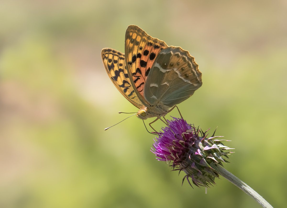 ekosaimbeyli's tweet photo. #Butterfly #Cardinal (#Argynnis #pandora)
#Ecotourism in #Saimbeyli #Adana #Turkey  
https://t.co/ftqWZdjejd https://t.co/hbjlTlWfUi
