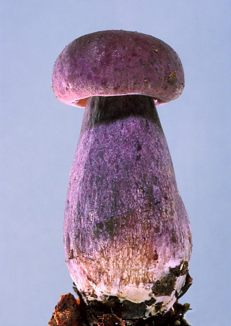 日本珍菌図鑑@Rare J Fungi on X