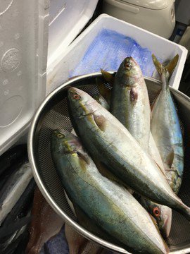 gekkou13's tweet photo. 07月20日 02:20　1周年★個室×居酒屋　魚バル豊田店★ 旬なお魚！！迫力ある姿盛り ！！ とれたて！！鮮魚の煮付けはいかがでしょう！！ チダイ・真鯛・イナダ・トビ… https://t.co/FoAfPU0QWB https://t.co/wmXpYiHijP