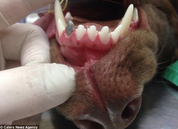 #Animal Avengers: Hanna the Labrador Retriever Receives #3DPrinted Tooth via @3dprint_com hubs.ly/H03z4tN0