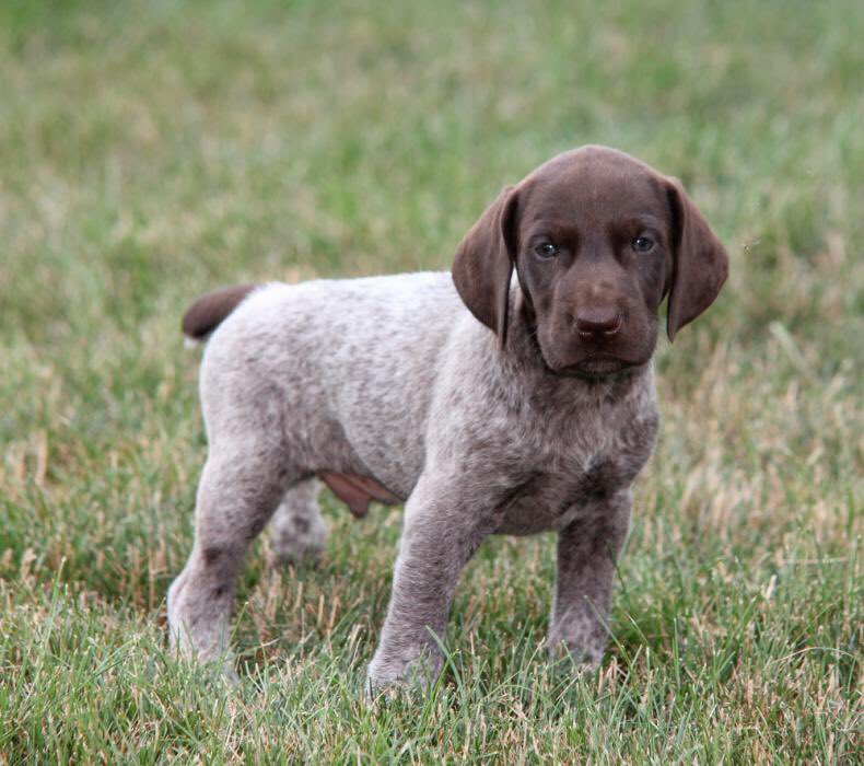 german shorthaired pointer puppies illinois german shorthaired pointer breeders il german shorthaired pointer puppies illinois german shorthaired pointer breeders il