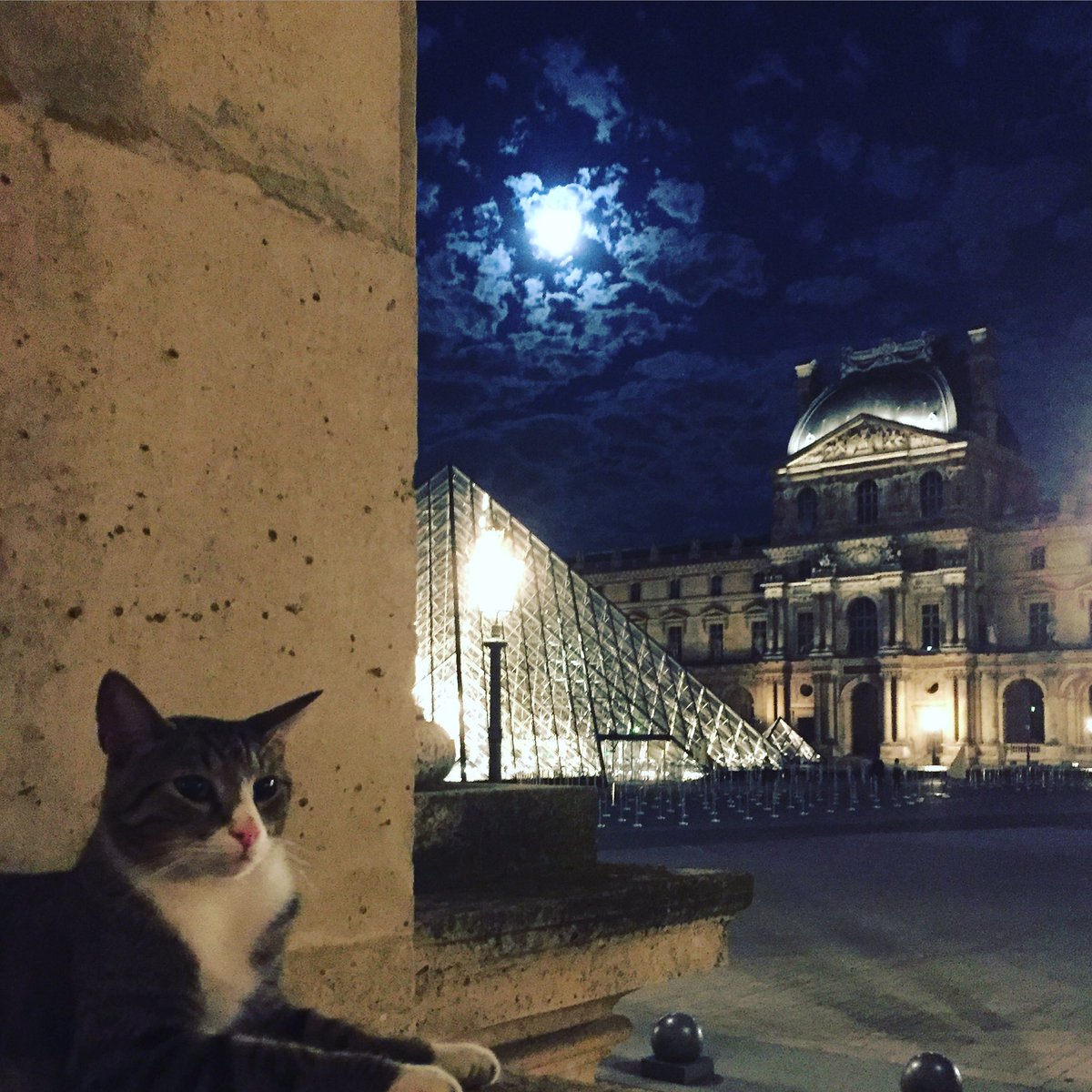 XO_BB_XO's tweet photo. #CatsOfFrance https://t.co/h98sJxCYhi