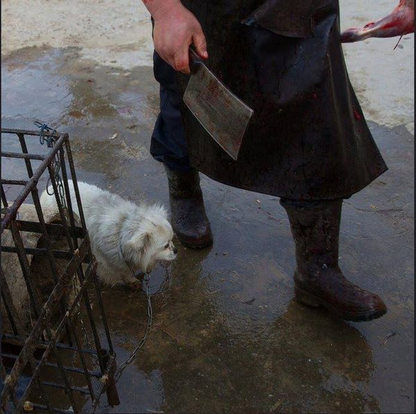 AnimalEquality's tweet image. She's next. 

Sign now to end the cat and dog meat and fur trade:
voicelessfriends.org

Photo: Animal Equality.