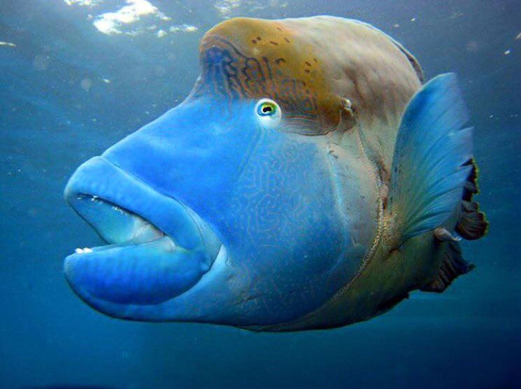 manager_blue's tweet image. Our favourite friend found in the Whitsunday's #funfacts 
thalabeach.com.au