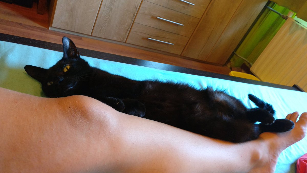 sastuvel's tweet photo. My honeys. #marit #micak #cat #blackcat #bellyfluff https://t.co/cf83VpjSx6