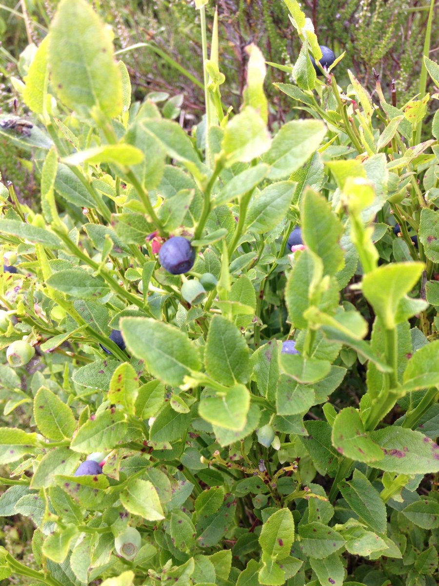 stan_cicon's tweet photo. First dublin foraging #wicklow #mountains https://t.co/2UPFmkuFCI