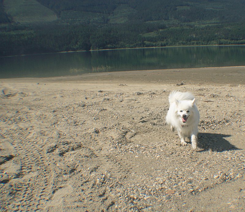petfriendlyca's tweet photo. Are you bringing your #dogs on vacation? Pack towels for wiping sandy paws after a day at the beach!
#TravelTuesday https://t.co/bI6igYBM4j
