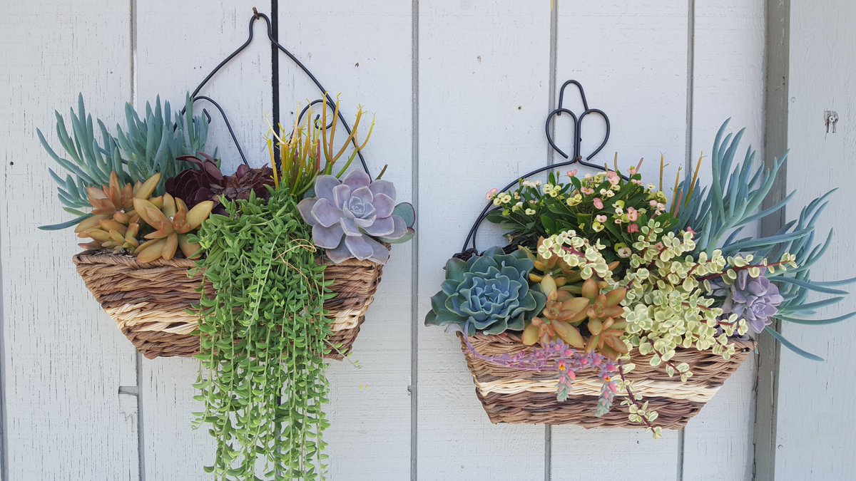 KathrynEmeryTV's tweet photo. Succulents thrive! 9 Tips from @MarniAtHome https://t.co/z2nqWD1RaM @Timateo22 @jeanine_28 @StaceyTank @savhuddles https://t.co/Xk1N4KNmAQ