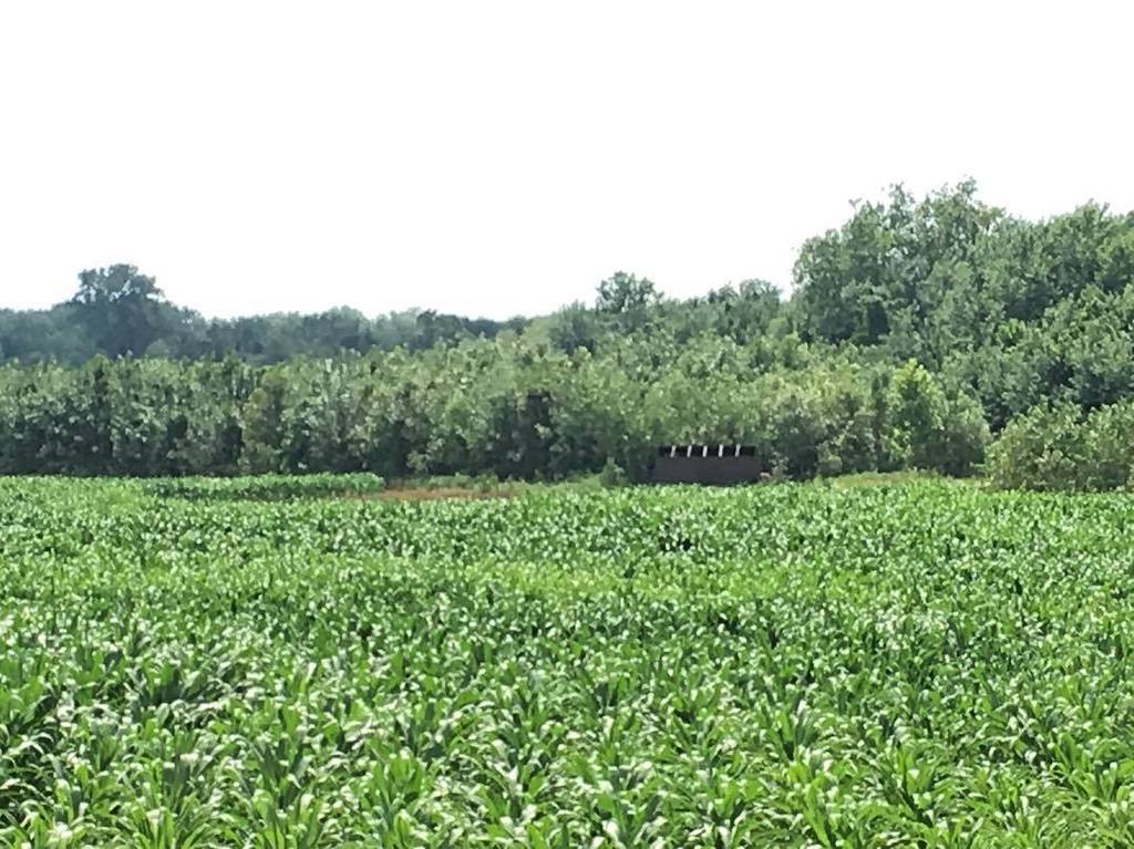 TonyVandemore's tweet photo. She's lonely now, but she won't be lonely long! #HFArsenal #HFFarms #SweatEquity #DuckBlin… https://t.co/BmTphRTmVI https://t.co/HGMfrOdJy2