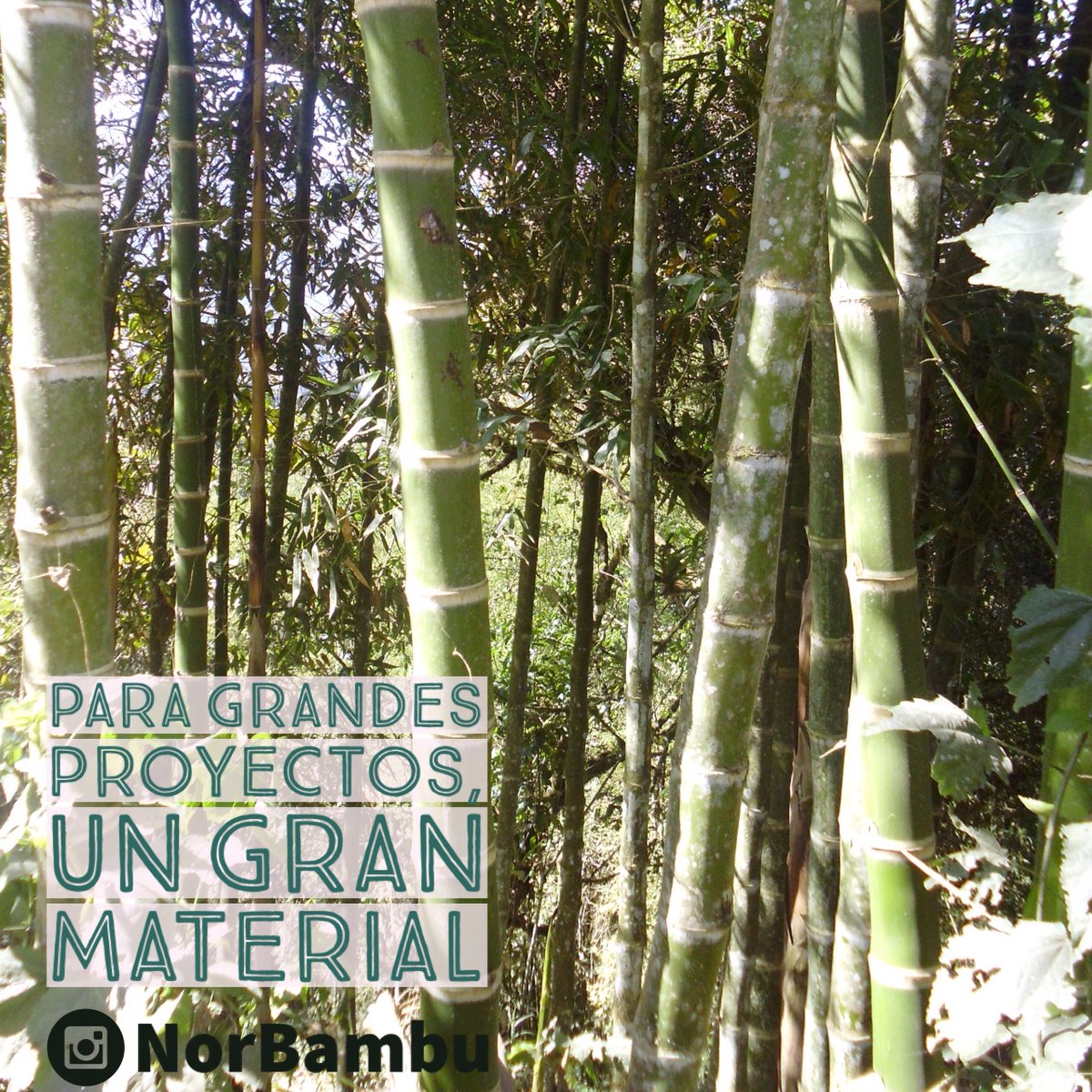 NorBambu's tweet image. #LaFotoDelDia llega desde Santo Domingo, en la cuidad de Morropon, PIURA. #BambuDeCalidad
