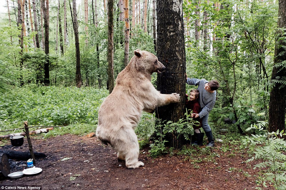 Wild bear перевод